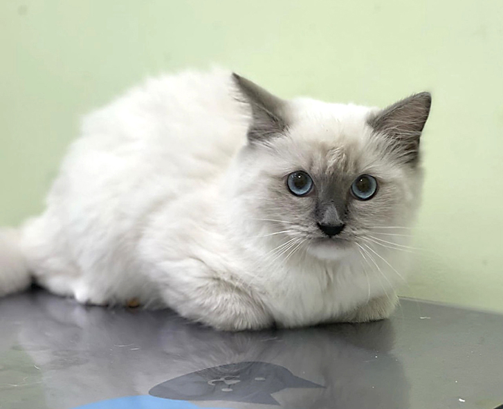 WEB_gatito 2