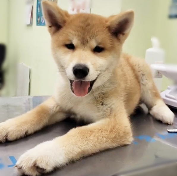 WEB_perrito 5